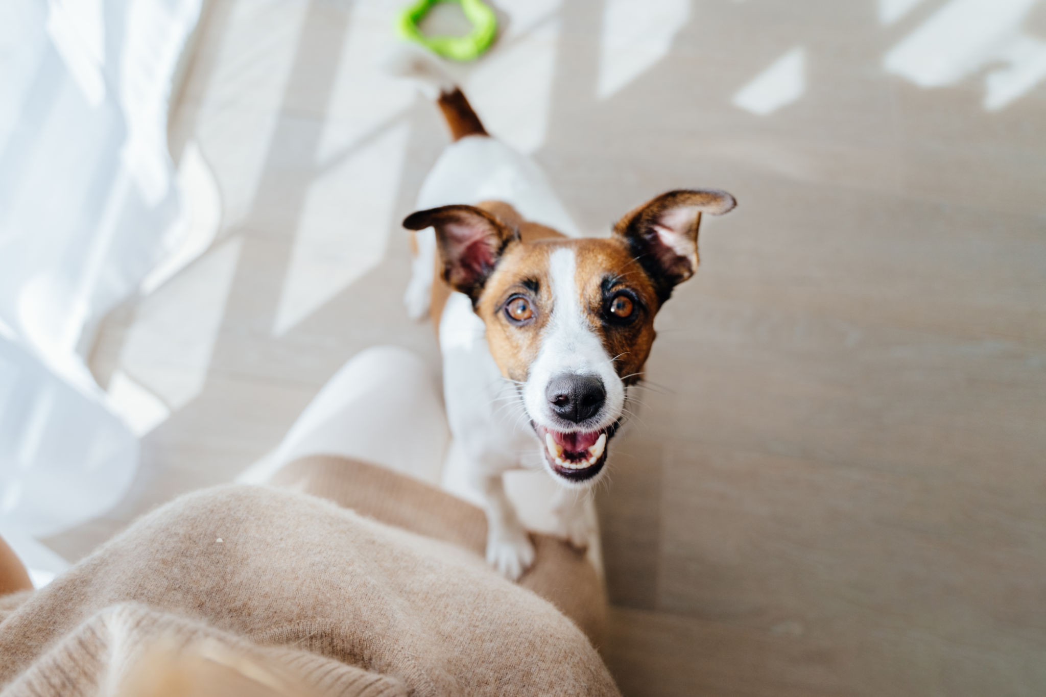 dog playing indoors