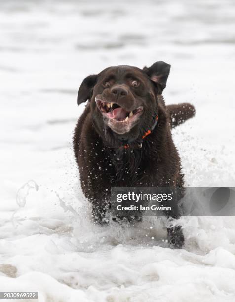 chocolate lab in water - ian gwinn stock-fotos und bilder