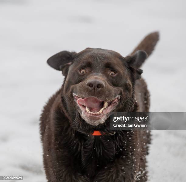 chocolate lab in water_2 - chocolate labrador retriever stock pictures, royalty-free photos & images