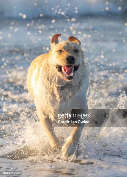 yellow lab puppy in water - ian gwinn 個照片及圖片檔