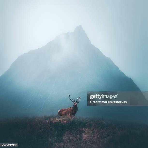 red deer standing in front of a misty mountain, isle of skye, inner hebrides, scotland, uk - deer stock pictures, royalty-free photos & images