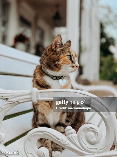 portrait of a tabby cat sitting on a metal bench outside a house - genomen met mobiel apparaat stockfoto's en -beelden
