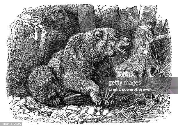cinnamon bear (ursus americanus cinnamomum) - 19th century - black bear stock illustrations