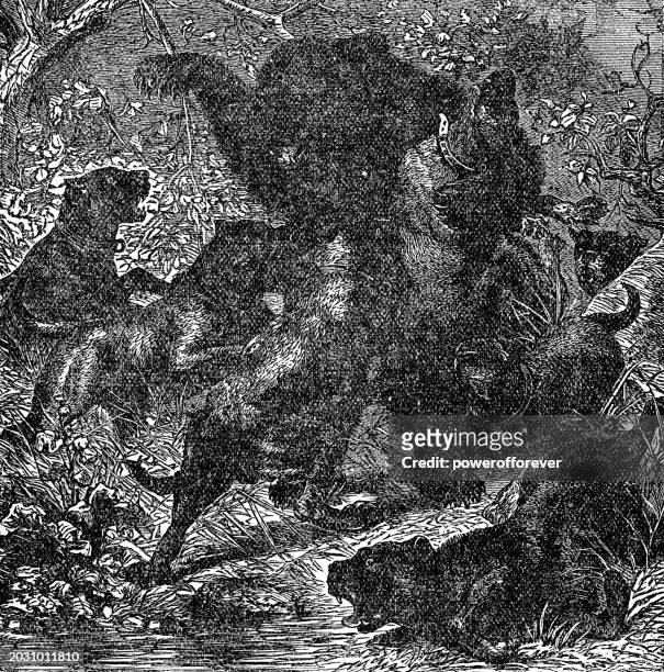 illustrazioni stock, clip art, cartoni animati e icone di tendenza di caccia all'orso grizzly (ursus arctos horribilis) con i cani - 19° secolo - grizzly bear attack