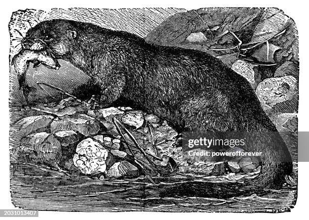 eurasian river otter (lutra lutra) - 19th century - european otter stock illustrations