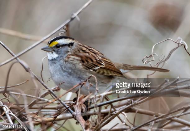 white-throated sparrow - ian gwinn 個照片及圖片檔