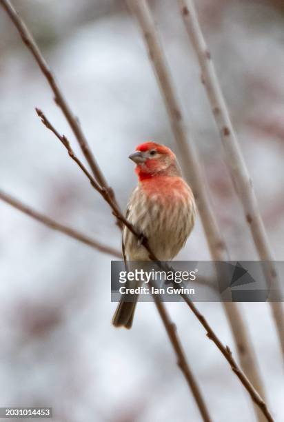 purple finch - loudoun county stock pictures, royalty-free photos & images