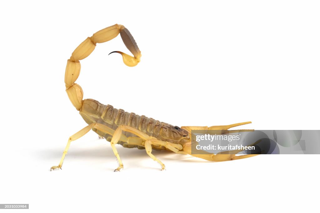 Close-up of a Deathstalker scorpion with a raised tail against a white background