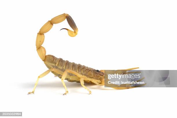 close-up of a deathstalker scorpion with a raised tail against a white background - deathstalker stock pictures, royalty-free photos & images