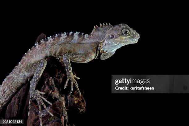 close-up of an angle-headed forest dragon (hypsilurus magnus) on wood, indonesia - dragon headed stock pictures, royalty-free photos & images