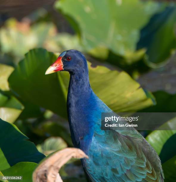 purple gallinule - ian gwinn stock-fotos und bilder