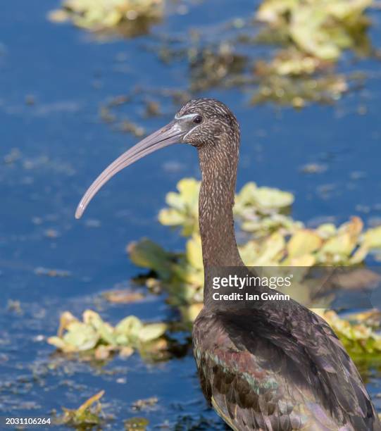 ibis - apopka stock pictures, royalty-free photos & images