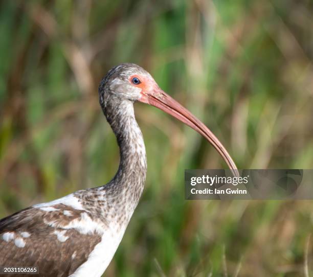 ibis_1 - apopka stock pictures, royalty-free photos & images