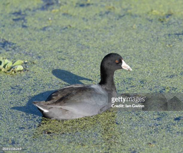 coot - apopka stock pictures, royalty-free photos & images