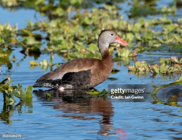 black-bellied whistling-duck - ian gwinn stock-fotos und bilder