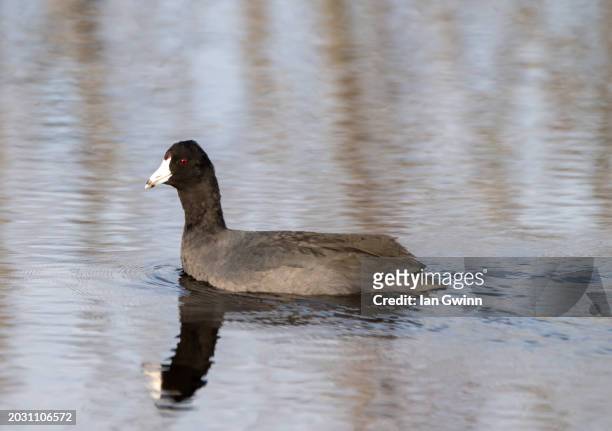 coot_1 - apopka stock pictures, royalty-free photos & images