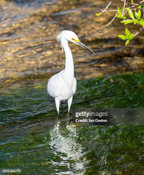 snowy egret - ian gwinn 個照片及圖片檔