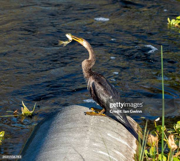 anhinga with fish - ian gwinn 個照片及圖片檔