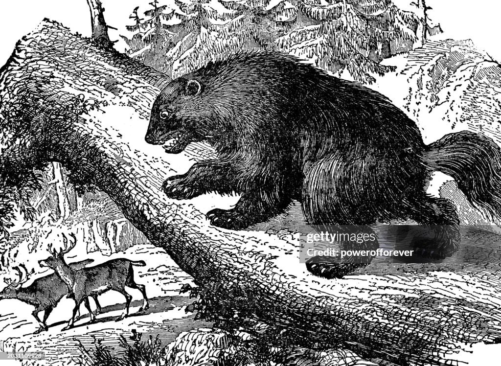 North American Wolverine (Gulo Gulo Luscus) Hunting Caribou/Reindeer - 19th Century