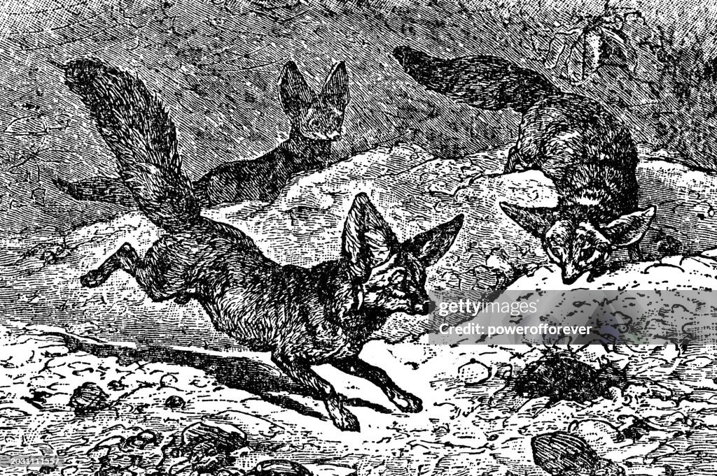 Fennec Foxes (Vulpes Zerda) - 19th Century