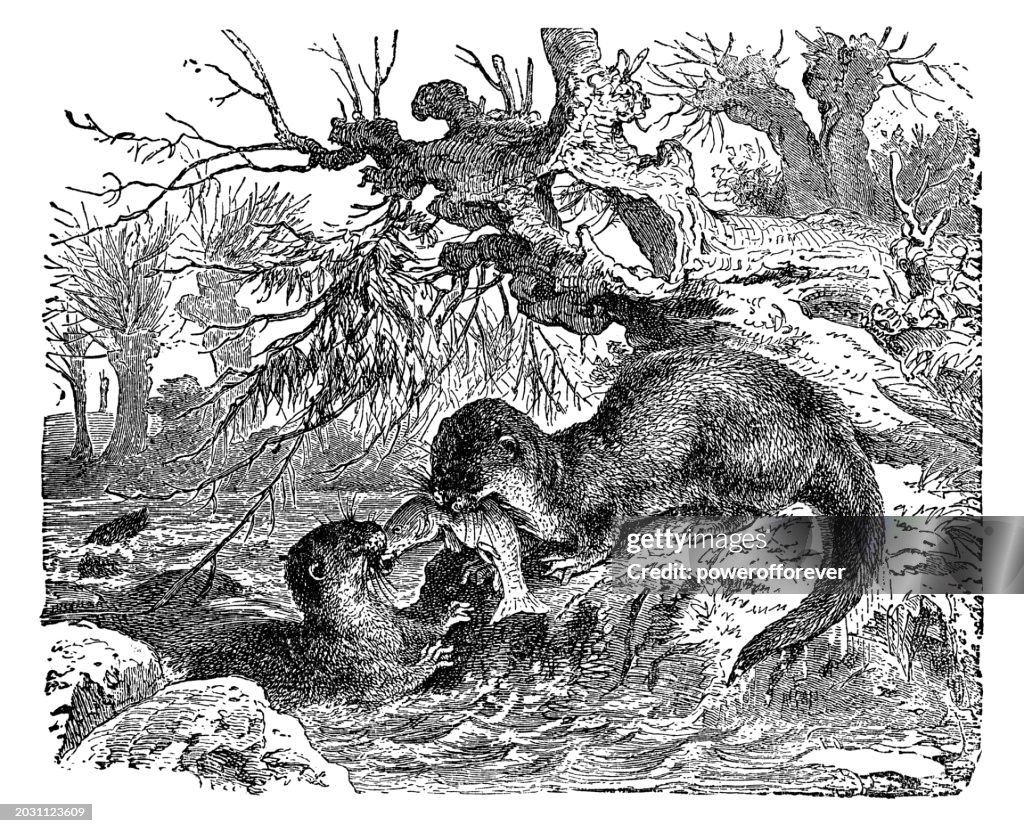 North American River Otters (Lontra Canadensis) - 19th Century