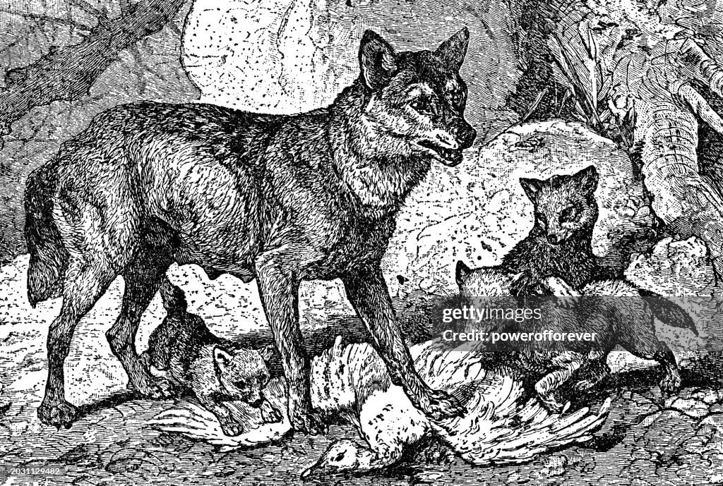 Familie der Grauwölfe (Canis lupus) - 19. Jahrhundert