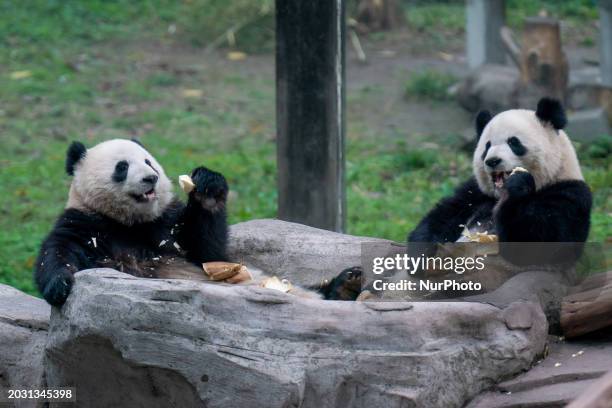 Twin giant pandas Yu Ke and Yu Ai are eating at Chongqing Zoo in Chongqing, China, on February 25, 2024.