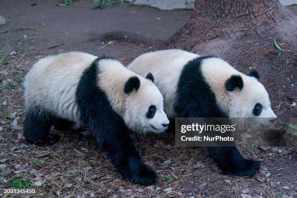 Twin giant pandas Yu Ke and Yu Ai are walking at Chongqing Zoo in Chongqing, China, on February 25, 2024.