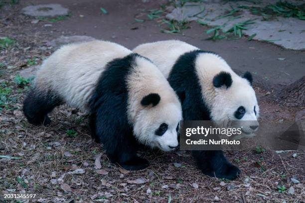 Twin giant pandas Yu Ke and Yu Ai are walking at Chongqing Zoo in Chongqing, China, on February 25, 2024.