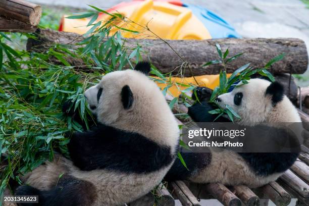 Twin giant pandas Yu Ke and Yu Ai are eating bamboo at Chongqing Zoo in Chongqing, China, on February 25, 2024.