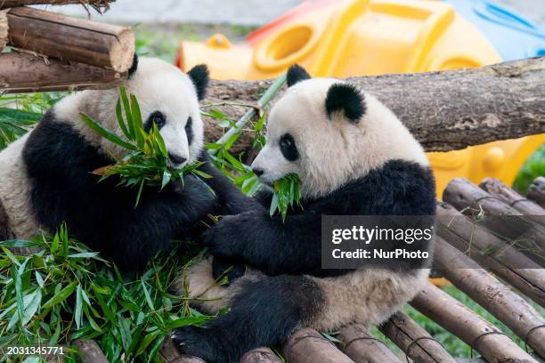 Twin giant pandas Yu Ke and Yu Ai are eating bamboo at Chongqing Zoo in Chongqing, China, on February 25, 2024.
