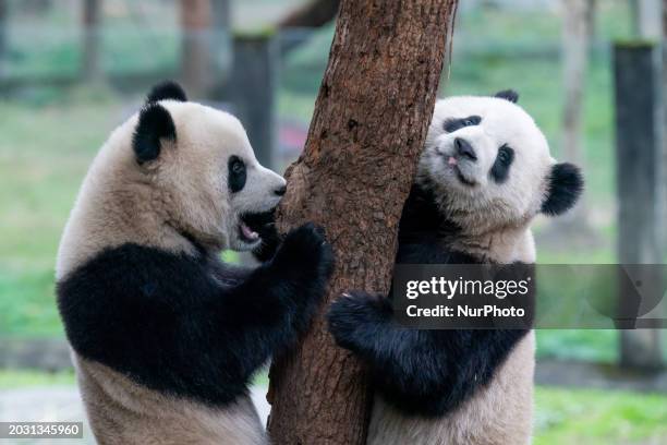 Twin giant pandas &quot;Yu Ke&quot; and &quot;Yu Ai&quot; are playing at Chongqing Zoo in Chongqing, China, on February 25, 2024.