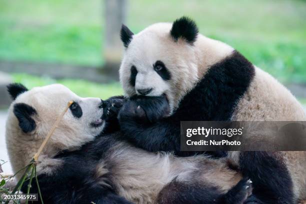 Twin giant pandas &quot;Yu Ke&quot; and &quot;Yu Ai&quot; are playing at Chongqing Zoo in Chongqing, China, on February 25, 2024.
