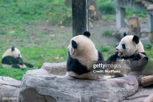 Twin giant pandas Yu Ke and Yu Ai are eating at Chongqing Zoo in Chongqing, China, on February 25, 2024.