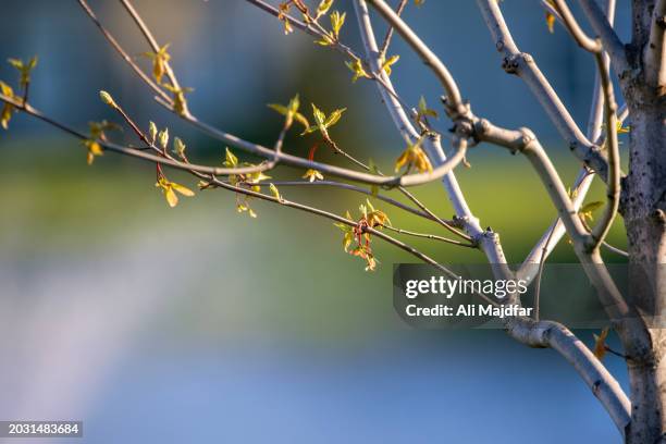 Maple Tree Leaves In Spring 8,637 Maple Tree Spring Stock Photos, High-Res Pictures, and Images ...