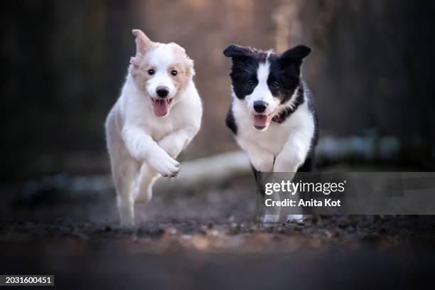 two running border collie puppies - anita stock pictures, royalty-free photos & images
