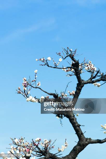 japanese plum tree - japanse abrikoos stockfoto's en -beelden