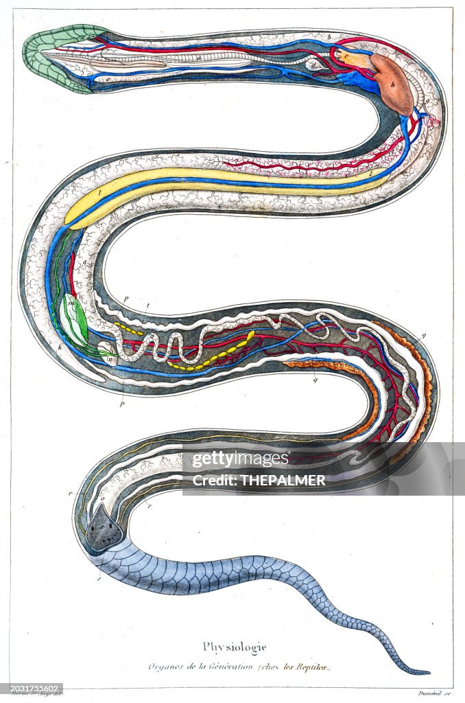 Orgeln einer Schlange Stahlstich handkoloriert 1846