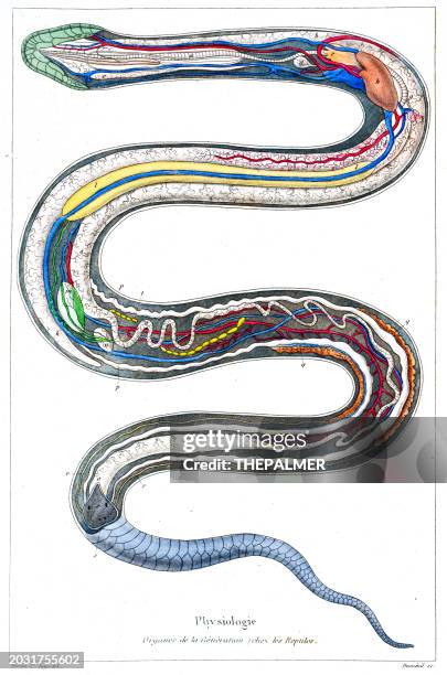 organs of a snake steel engraving hand-colored 1846 - anatomy stock illustrations