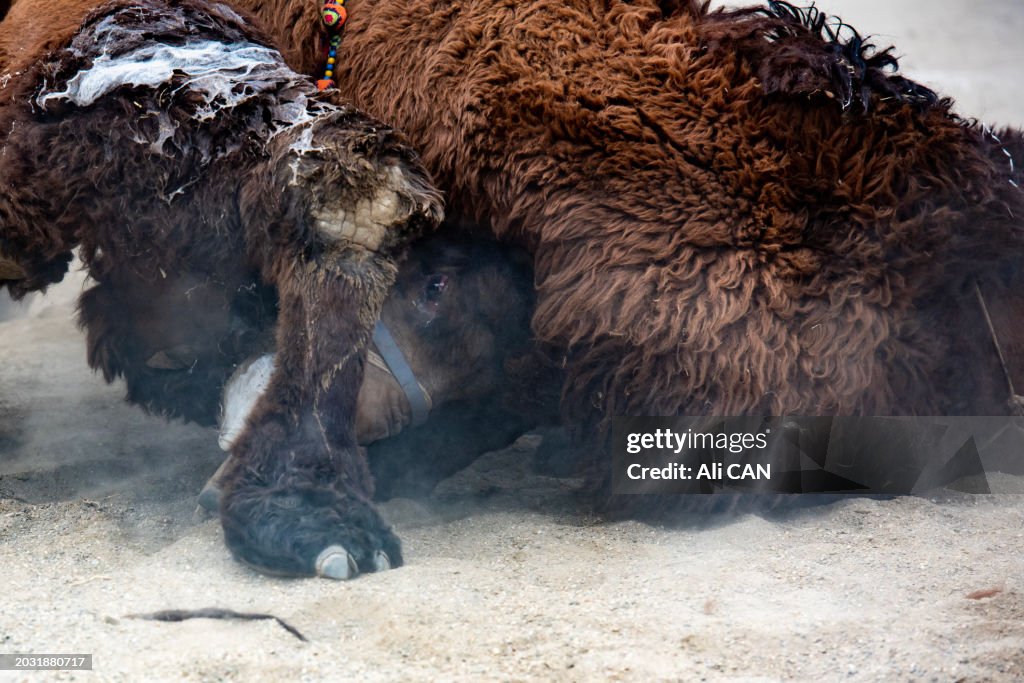 Camel wrestling