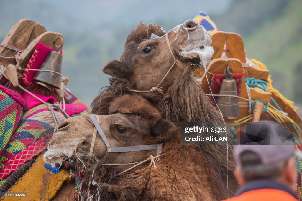 Camel wrestling