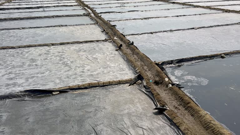 Salt Planting Method 17 Evaporation Method Stock Videos, Footage, & 4K Video Clips - Getty ...