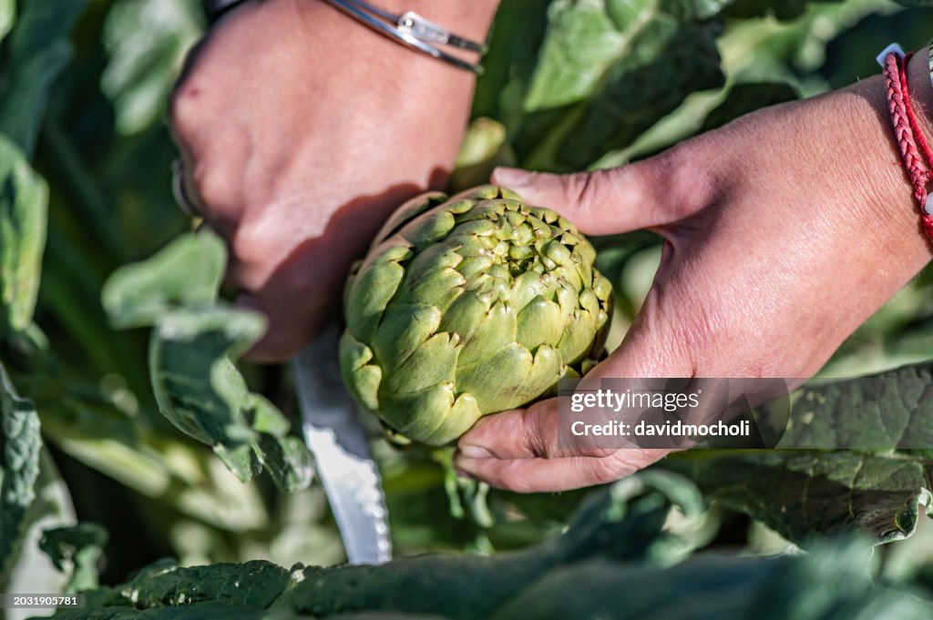 A day in the countryside