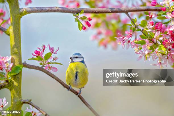 beautiful garden bluetit bird perched amongst spring crab apple blossom - titmouse stock pictures, royalty-free photos & images
