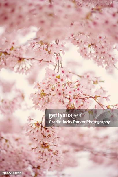 beautiful soft pink, spring blossom flowers of the yoshino cherry tree (prunus x yedoensis) - festival grounds stock pictures, royalty-free photos & images