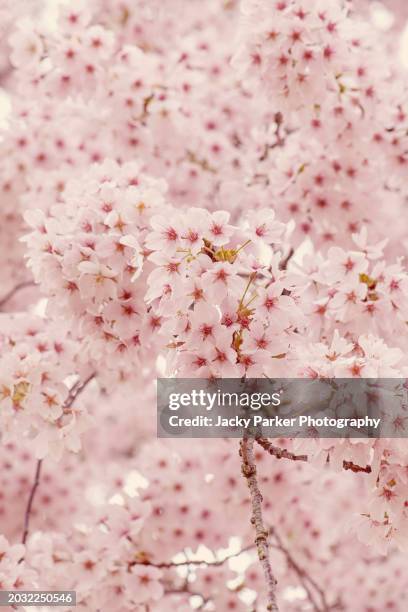 beautiful soft pink, spring blossom flowers of the yoshino cherry tree (prunus x yedoensis) - festival grounds stock pictures, royalty-free photos & images