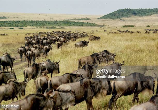 wildebeest gathering for the great migration. - animal migration stock pictures, royalty-free photos & images