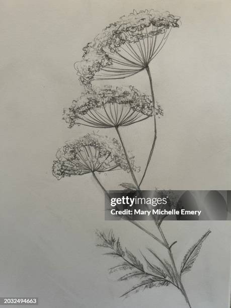 ilustraciones, imágenes clip art, dibujos animados e iconos de stock de dibujo de la planta de seto de perejil de vaca - dibujo al lápiz