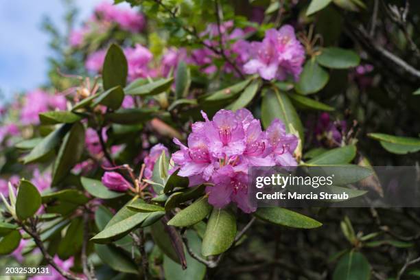 close up macro image of pink rhododendrons of the blue ridge mountains - rhododendron stock-fotos und bilder