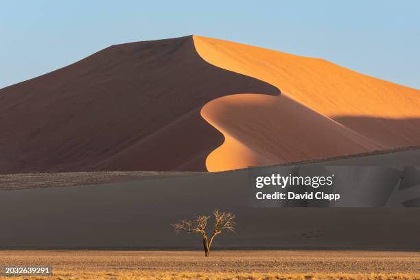 scenic image of desert dunes in sossusvlei in namibia, south africa - namib naukluft national park 個照片及圖片檔